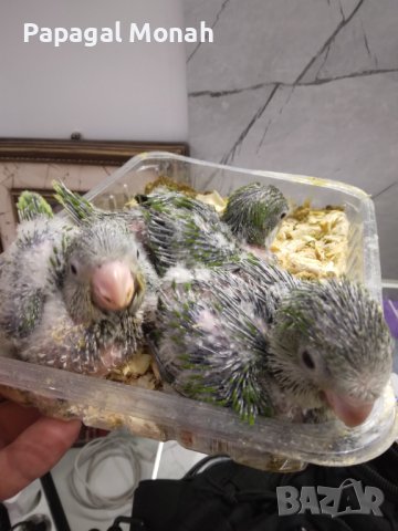 Ръчно хранени папагали Монах, снимка 5 - Папагали - 40634171