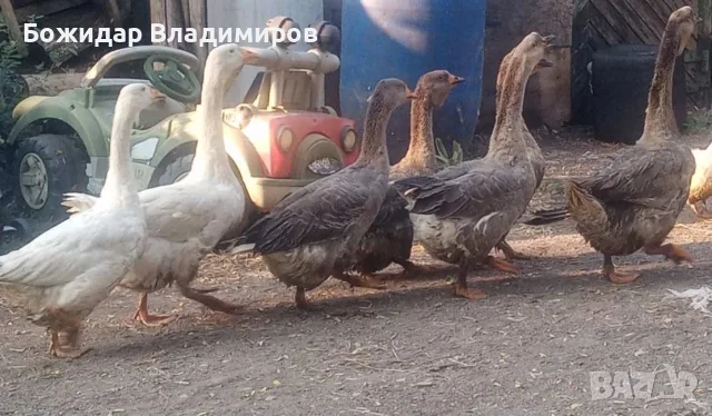 продавам гъски и неми патици