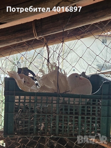 Двойки гълъби фенерлии и волшки, снимка 2 - Гълъби - 53883475