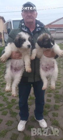 каракачанска овчарка 