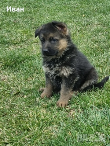 малки немски овчарки, снимка 6 - Немска овчарка - 52921710