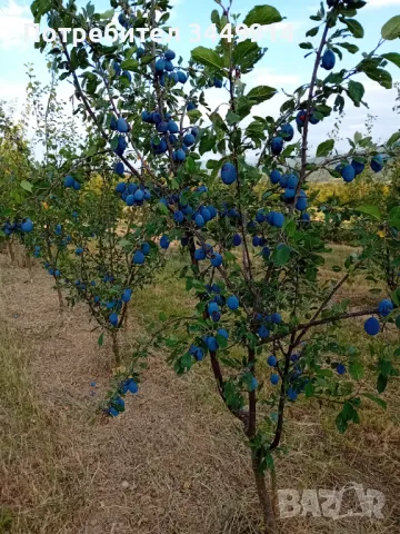 Овощни градини био- сливи до Правец, снимка 4 - Земеделска земя - 50220274