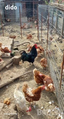 Продавам домашни яйца от свободно отглеждани кокошки , снимка 5 - Домашни продукти - 54181084