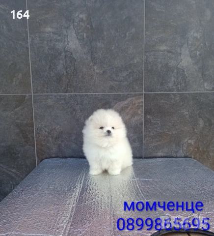 Померан. Мини момченце 