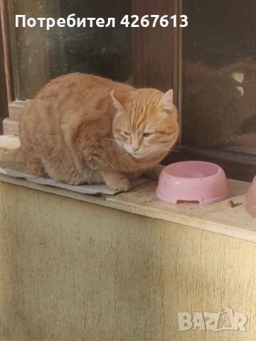 Млад гальовен Рижко търси дом, снимка 3 - Други - 53925294