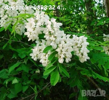 Акация - Налични 2 цвята, снимка 14 - Разсади - 43201691