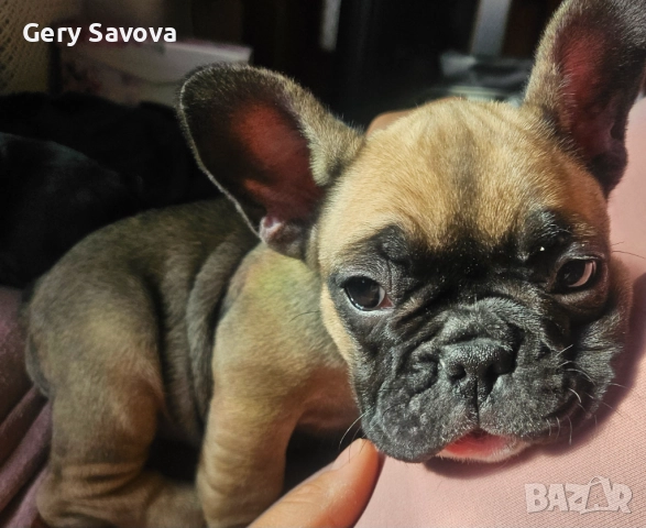 2 женски кутрета Френски булдог ( френчи ), снимка 2 - Френски булдог - 52716774