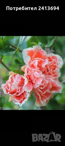 нар -ядлив с кичести пъстри цветове punica granatum Lingerie , снимка 4 - Градински цветя и растения - 52896816