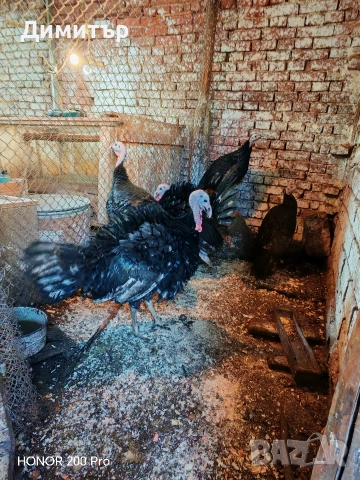 Пуйки порода Артисан , снимка 6 - Кокошки и пуйки - 52616371