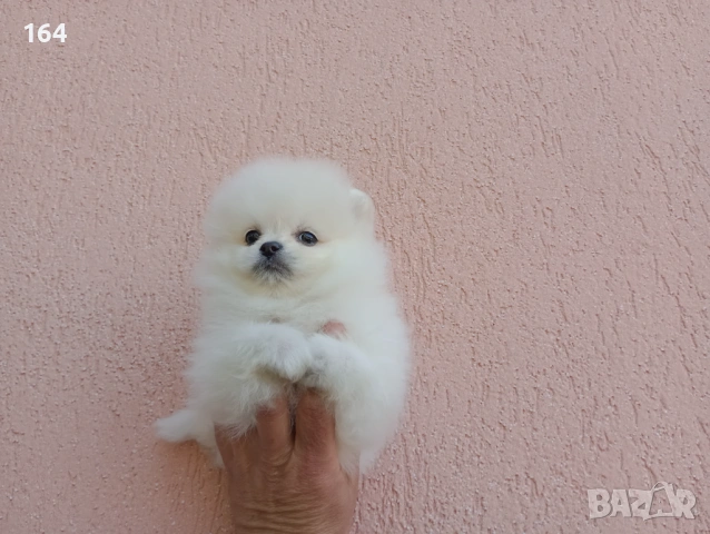 Бели Померани. Реални снимки от 19.04.26 г. , снимка 7 - Померан - 54174634