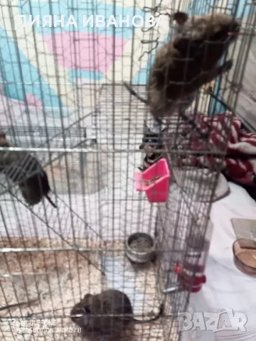 Катерички дегу, снимка 5 - Търси партньор - 48394449