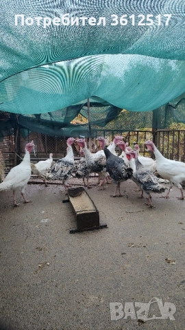 Пуйки и пуяци