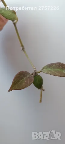 Hoya sunrise,хоя сънрайз , снимка 2 - Стайни растения - 56514828