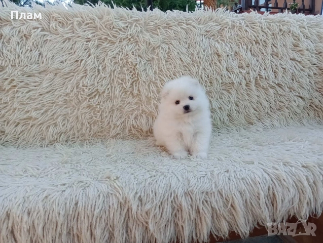 Померани. Реални снимки!!!, снимка 9 - Померан - 54036819