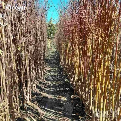 Овощни дръвчета , снимка 2 - Градински цветя и растения - 47826481