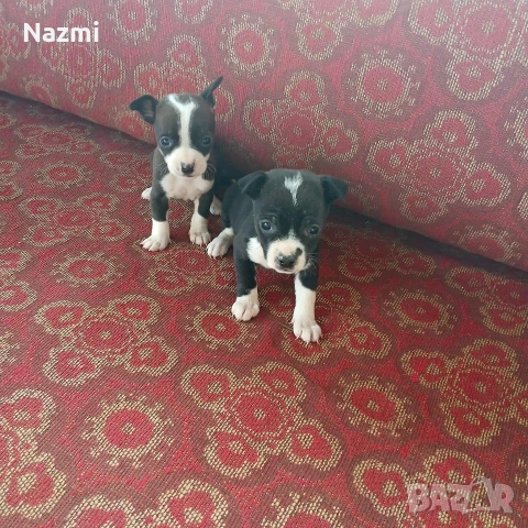 продавам пинчери 