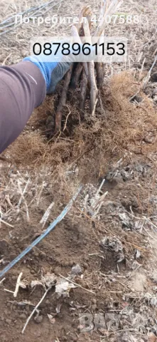 Расзад ягоди и малини , снимка 16 - Разсади - 49590414