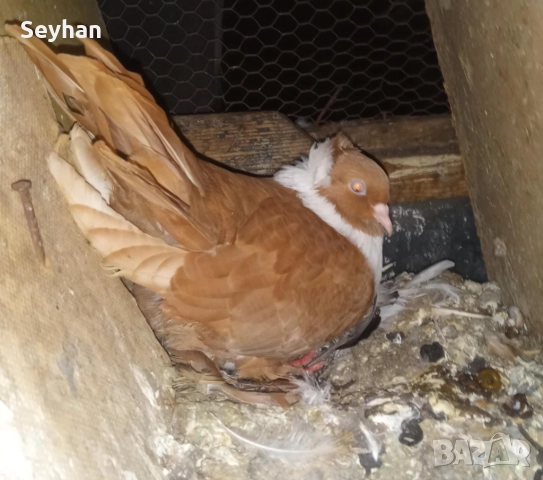 Чирпански гълъби , снимка 3 - Гълъби - 52613555