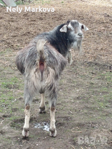 Скопен пърч и кози, снимка 5 - Кози - 54043599