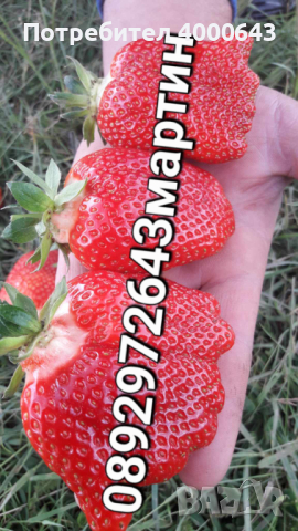 Разсад. ягоди. и. малини , снимка 2 - Разсади - 44609727