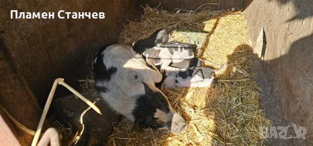 виетнамски прасета прасенца виетнамци на два месеца, снимка 1