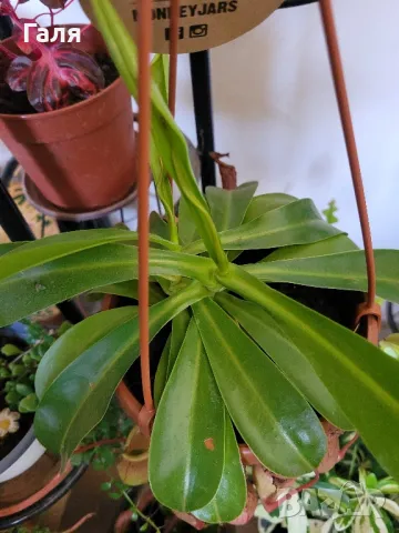Насекомоядно Растение - Nepenthes , снимка 5 - Стайни растения - 47837725