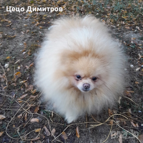 померанчета , снимка 7 - Померан - 52590550
