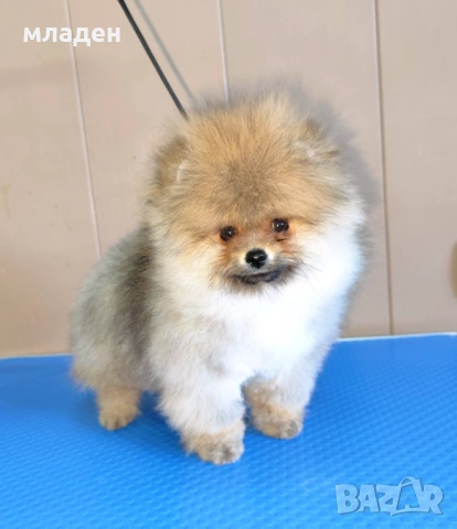 померан, снимка 2 - Померан - 52998650