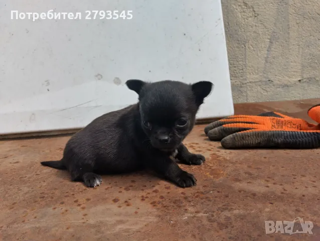 Мини чихуахуа , снимка 1