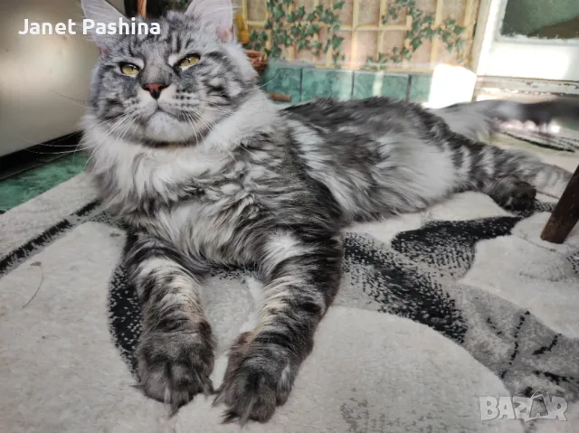 Мейн Куун котарак за разплод , снимка 8 - Търси партньор - 48431806