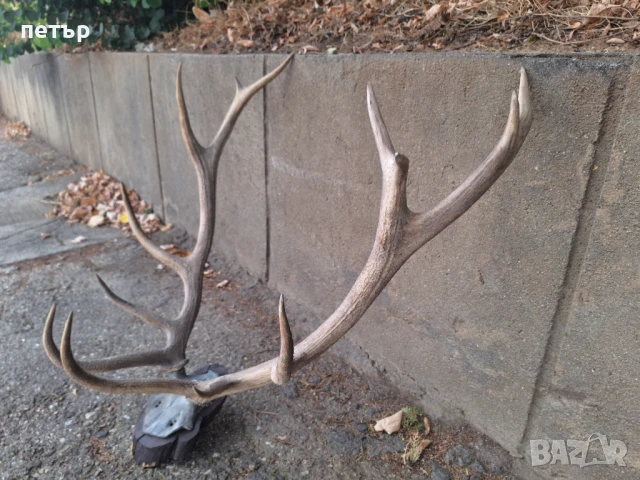 Рога от елен, снимка 11 - Декорация за дома - 51394390