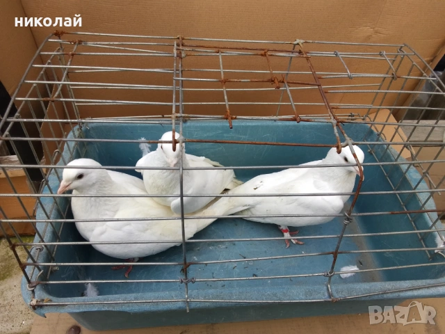 Бели гълъби за сватби, снимка 3 - Гълъби - 54184071