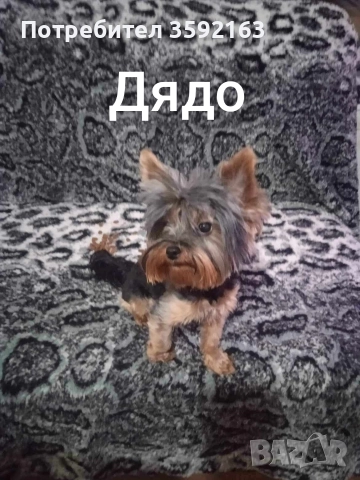 йоркширски териер , снимка 5 - Йоркширски териер - 52854959
