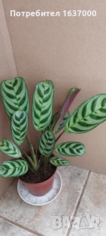 Ктенанте Burle marxii 