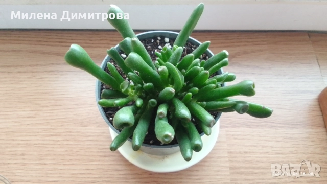 Епипремнум - Дяволски бръшлян / Crassula Ovata Gollum  , снимка 8 - Стайни растения - 50913536