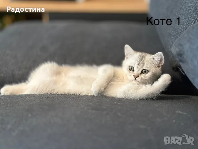 Британско късокосместо коте, снимка 2 - Британска късокосместа - 55506439