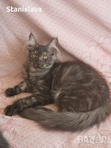 котенца Мейн Куун, снимка 17 - Мейн кун - 55670869