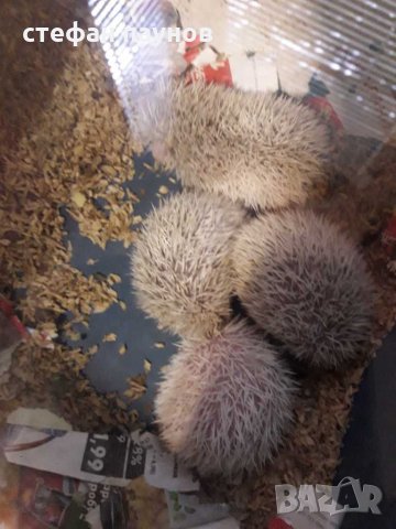 Африкански мини таралежи, снимка 7 - Таралеж - 30536220