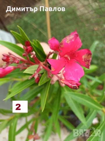 Зокуми,Олеандри,Лян, снимка 3 - Градински цветя и растения - 51546447