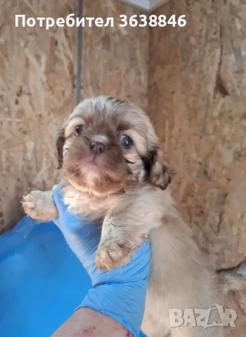 Пекинез, снимка 2 - Пекинез - 53015303