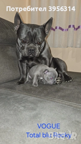 Френски булдог за разплод , снимка 4 - Френски булдог - 54364570