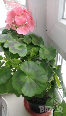 Продавам цветя Мушкато българско, в сандъчета, снимка 9 - Разсади - 51000851