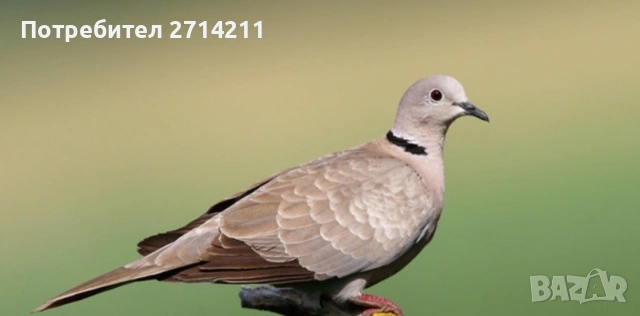 хибридни гугутки 