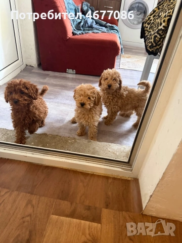 mini Toypudel  мъжко и женско на 3 месеца, снимка 4 - Пудели - 53215062