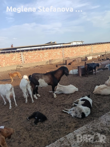 Продавам пръч на 3 години за разплод, Област Сливен, цена по договаряне, снимка 3 - Кози - 51962684