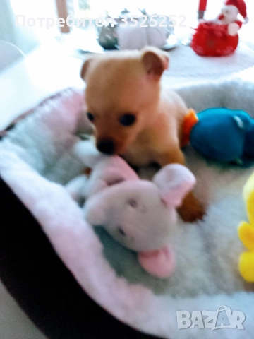 ПРОДАВАМ  ЖЕНСКО ПИНЧЕРЧЕ  НА 2- М. , снимка 2 - Пинчер - 52945918