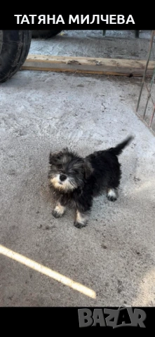 Куче Миниатюрен шнауцер