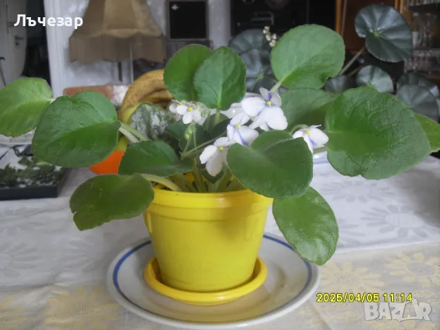 Продавам теменужка, снимка 7 - Градински цветя и растения - 49780075