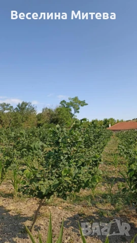 къща с градина, снимка 4 - Къщи - 51079570