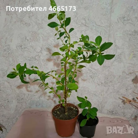 Еуфорбия/Христов венец Цвете